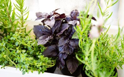 Embrace Nature’s Beauty with Garden Windows